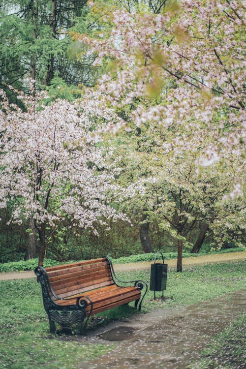 ağaçlar, Ahşap bank, Bahar çiçeği içeren Ücretsiz stok fotoğraf