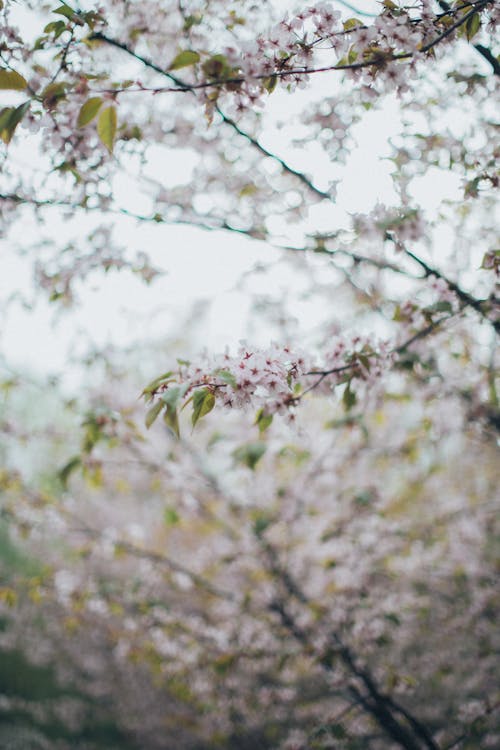 alan derinliği, bahar, Bahar çiçekleri içeren Ücretsiz stok fotoğraf