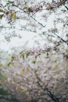 樱花以柔和梦幻的焦点，精致地捕捉到了春天盛开的精髓