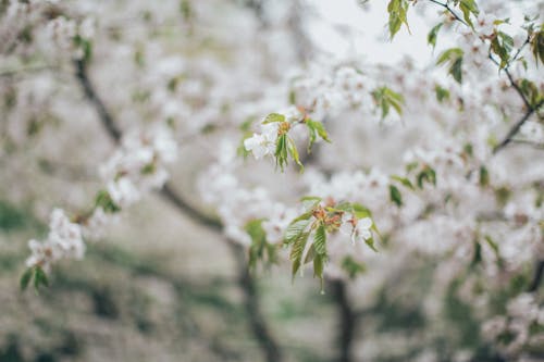 Shallow Focus Photo of White Petaled Flowers