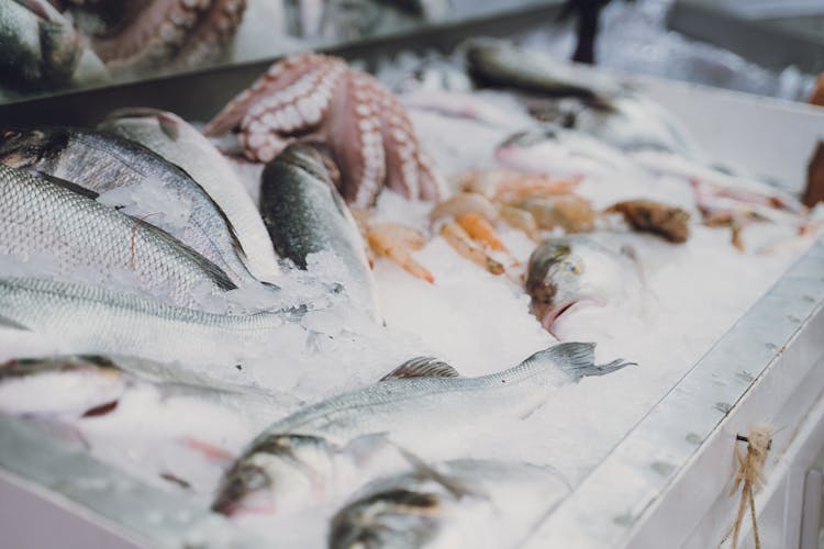 Photo Of Raw Fish On Ice