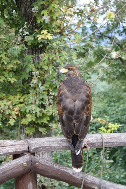 Free stock photo of animal, bird, falcon