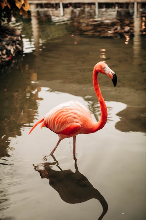 粉紅色的火烈鳥在水面上