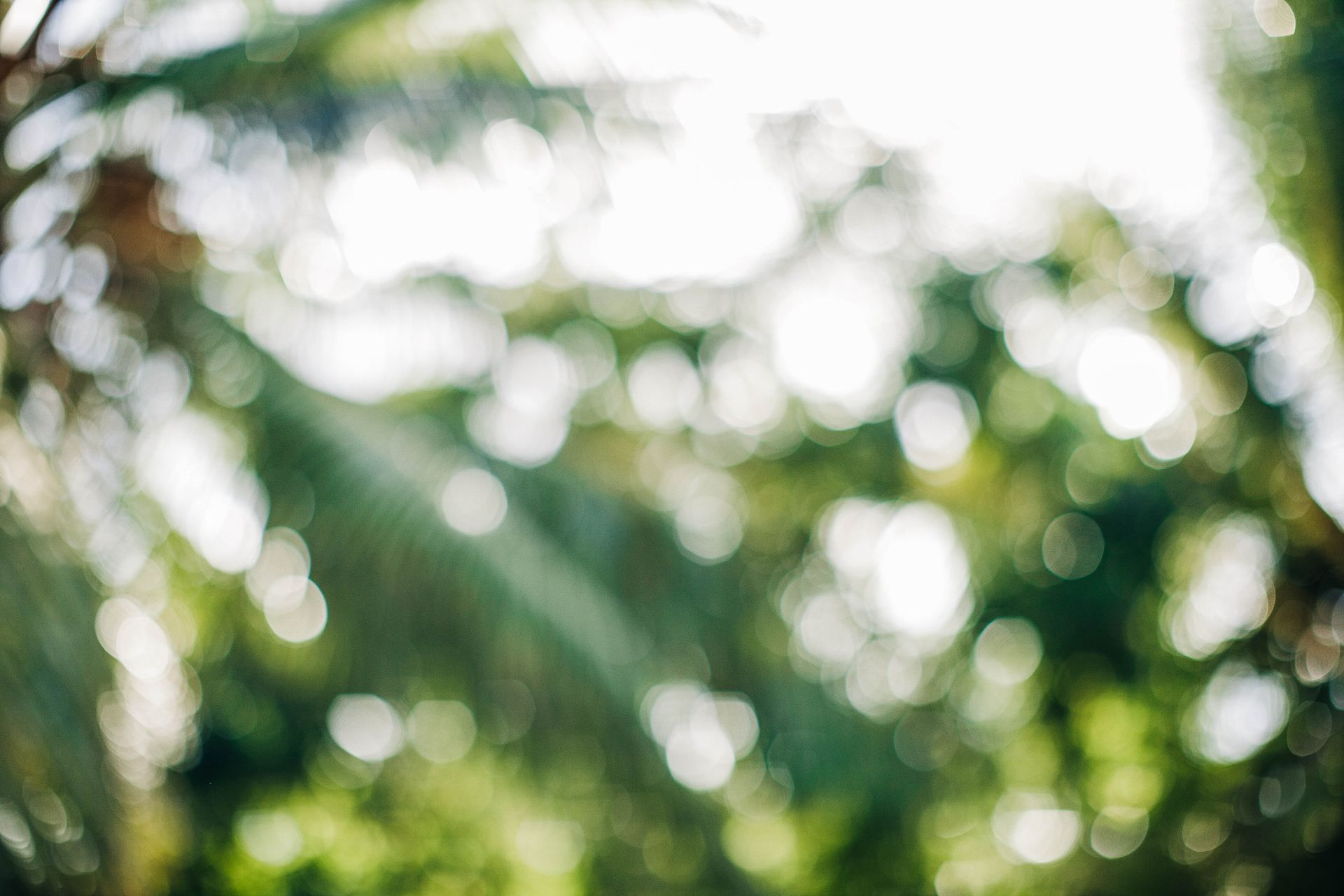 Sunlit garden foliage seen out of focus through a window. Photo by Lina Kivaka on Pexels
