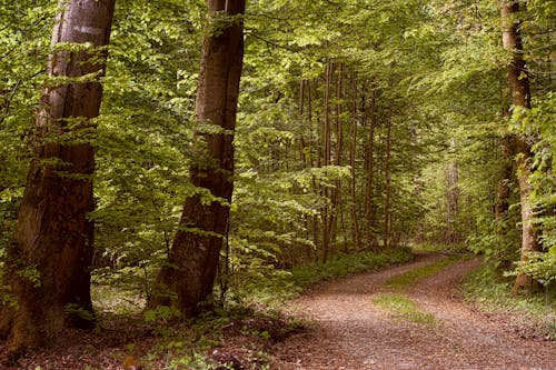 Imagine de stoc gratuită din arbori, călătorie, cărare