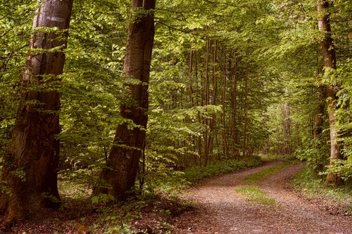Free A tranquil forest path surrounded by lush greenery, ideal for nature walks. Stock Photo