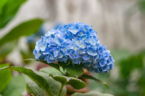 คลังภาพถ่ายฟรี ของ hortensia, ความชัดลึก, ดอกไม้สีฟ้า