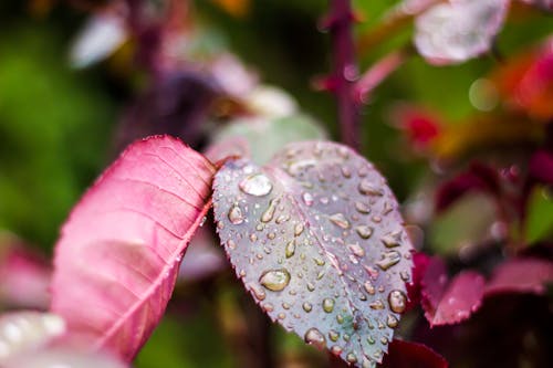 Free stock photo of color, nature, nature photography