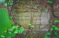 From above author citation on signboard on old brick wall near growing creeping plants with colorful leaves and dry twigs