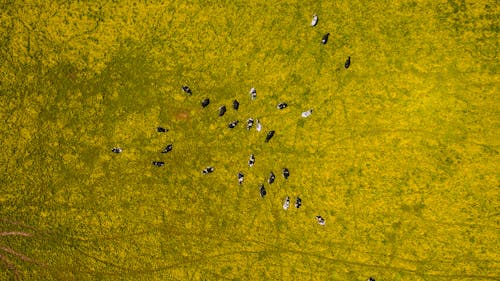 Top View Photo of Herd of Cows in Grassland