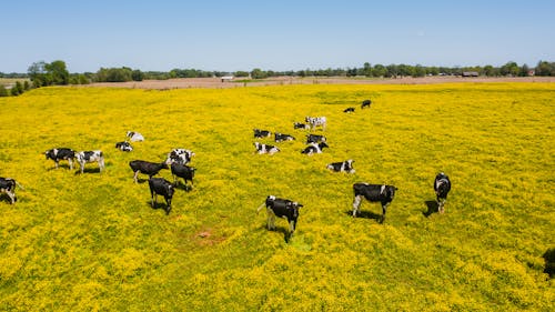 Herd of Cow on Grass Field