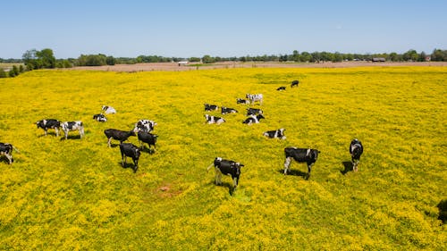 Foto profissional grátis de agricultura, animais, animais da fazenda