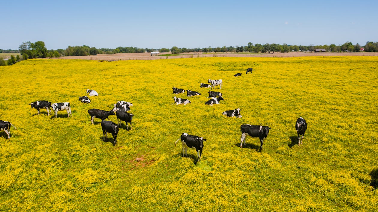 Herd of Cow on Grass Field