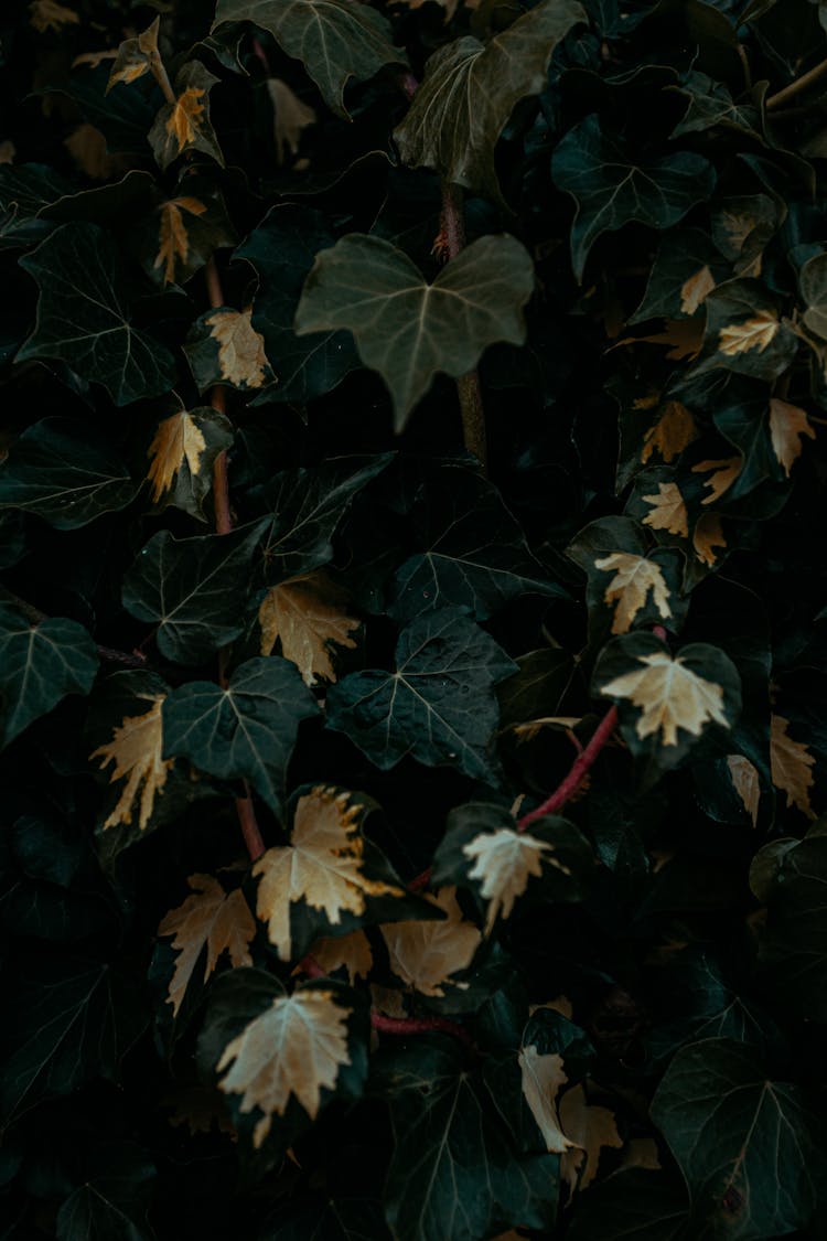 Green And Faded Leaves On Tree On Black Background