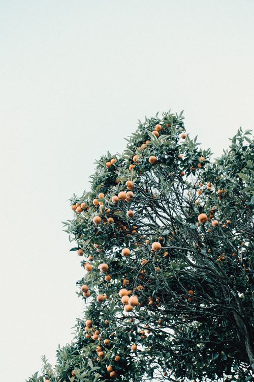 Free From below of green tree with fresh orange fruits under serene sky in summertime Stock Photo