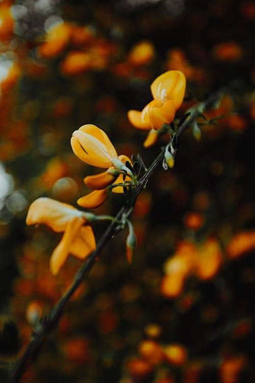 Kostnadsfri bild av blommande växt, blommor, blomning