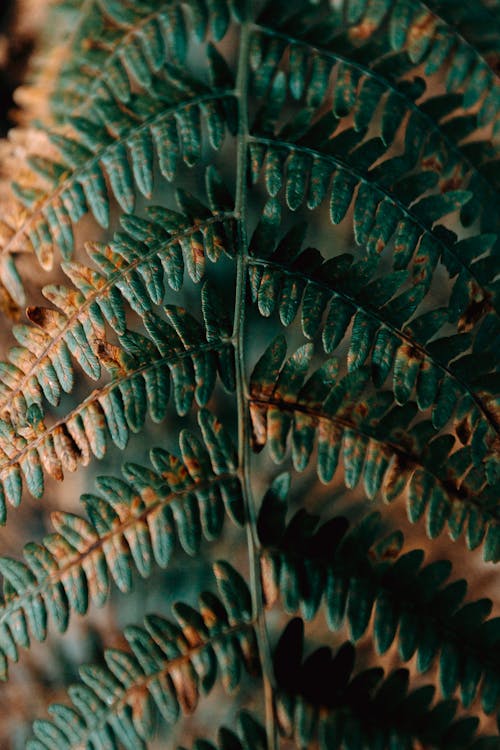 Close-Up Photo of Fern Leaves