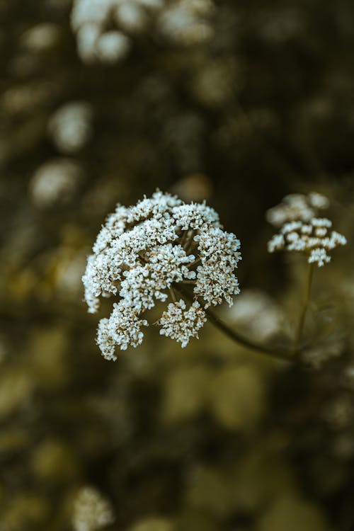 бесплатная Бесплатное стоковое фото с белые цветы, вертикальный выстрел, весенние цветы Стоковое фото