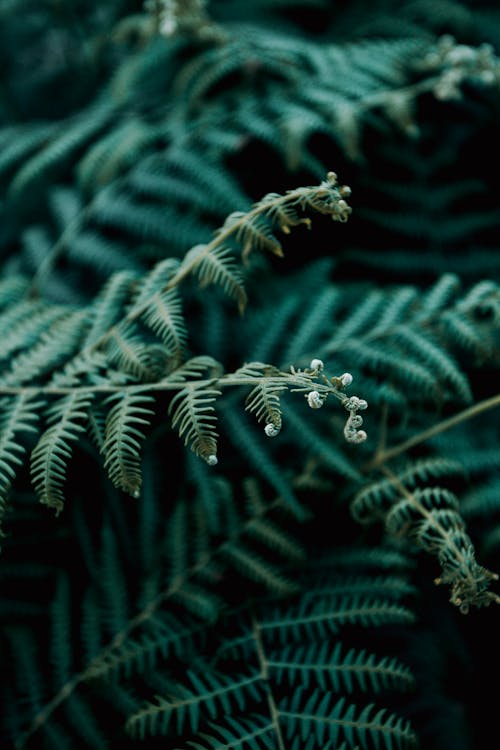 Photo of Fern Leaves