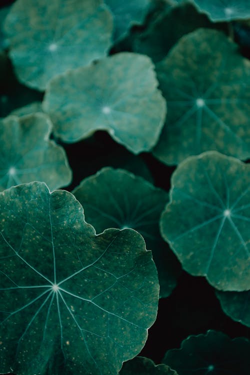 Free Close-Up Photo of Green Leaves Stock Photo