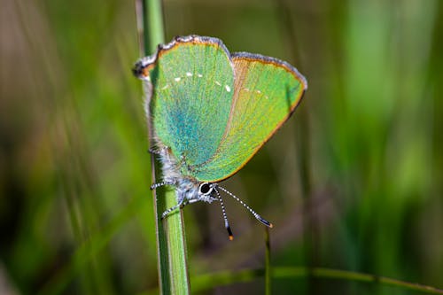 Blue and Green Butterfly on Green Stem