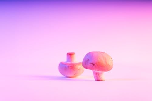 キノコ, ピンクの光, フードの無料の写真素材