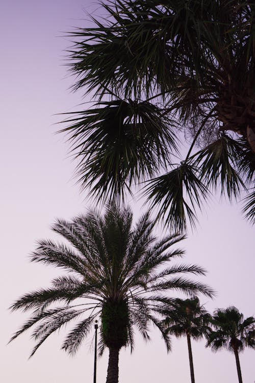 Free Palm Trees under Clear Sky Stock Photo