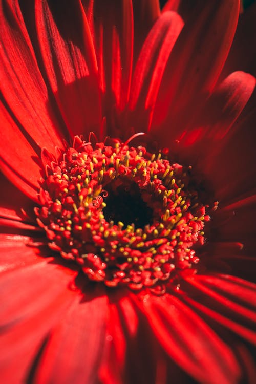 Free Close-Up Photo of Red Flowers Stock Photo