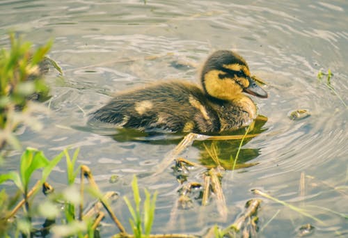 Kostenloses Stock Foto zu baden, ente, entlein