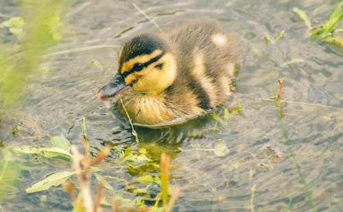 Free Photo of Duck on Water Stock Photo