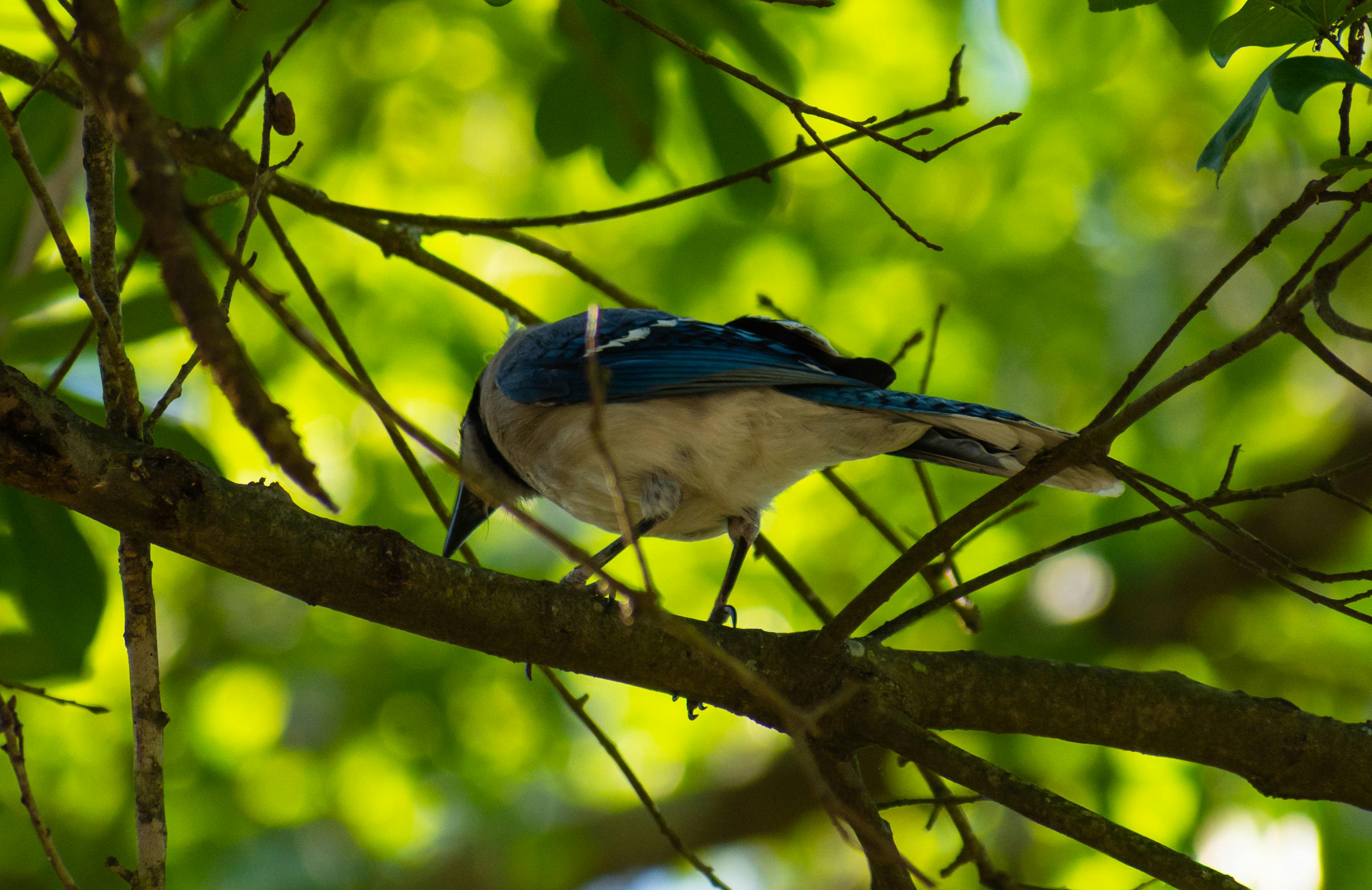 Free stock photo of blue jay