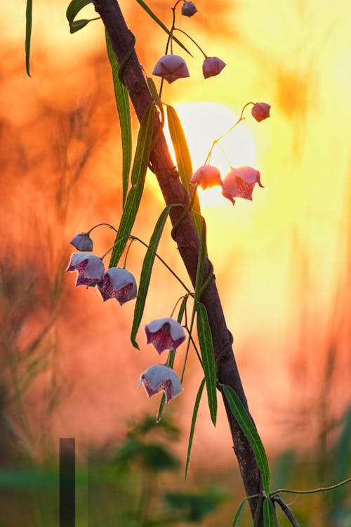 Gratis arkivbilde med blomsterblad, delikat, friskhet