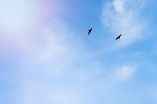 From below of carnivorous birds with spread wings soaring in bright cloudy sky in daylight