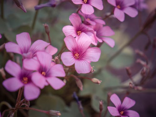 Delicate fresh oxalis flowers blooming and growing on blurred background in summer day