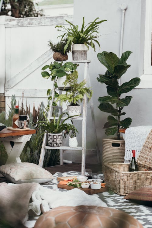 Gratis stockfoto met decoratieve planten, huisdecoratie, kamerplanten