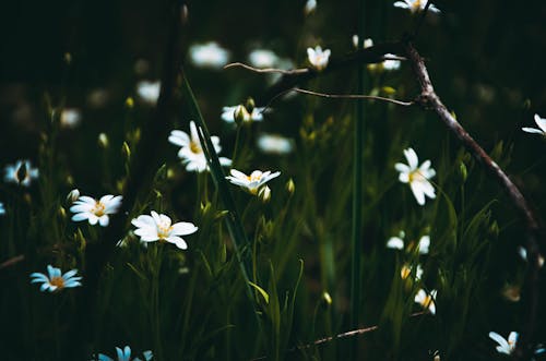 Free stock photo of beauty in nature, kraftflowers, белый цветок Stock Photo