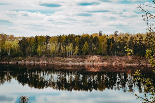 反射, 松の木, 湖畔の無料の写真素材
