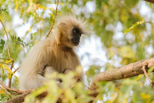 Gratis lagerfoto af abe, dyrefotografering, grå langur