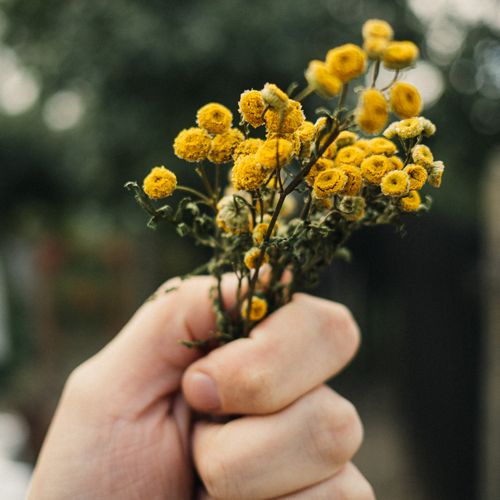 Free A hand tightly grasping yellow tansy flowers outdoors, captured with a bokeh background. Stock Photo