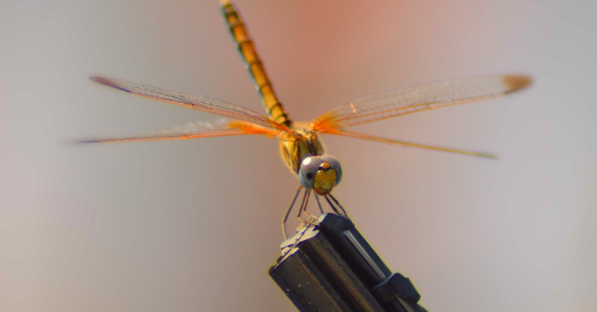 Free stock photo of #dragonfly, #insects, #nature