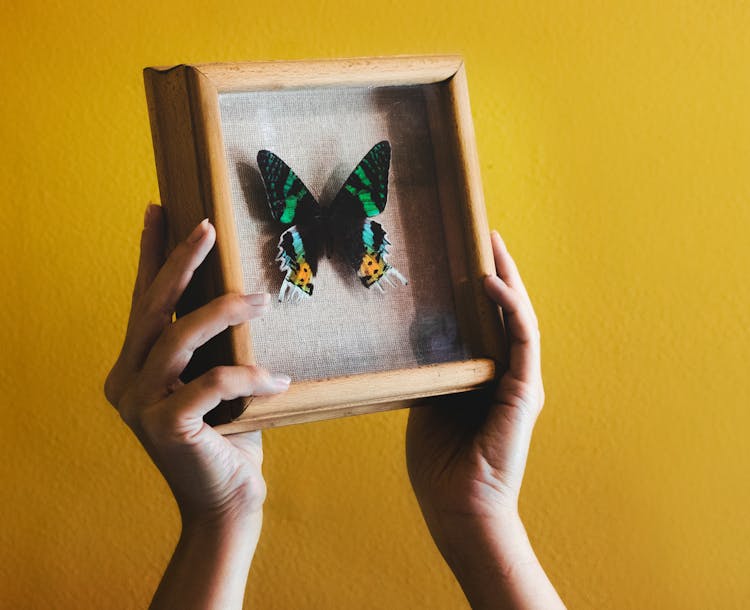 Preserved Butterfly On Wooden Frame