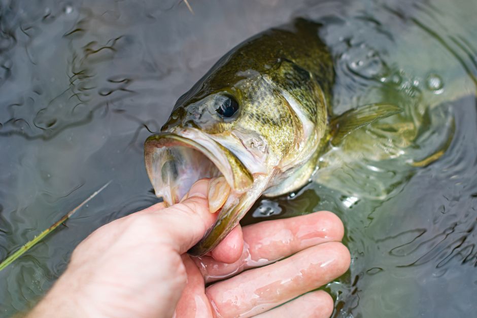 Whitwell Angler Lands Tennessee's New Record Largemouth Bass