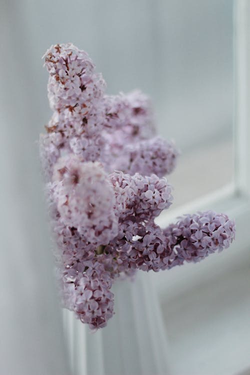 High angle fragrant delicate lilac flowers placed in white stylish vase on windowsill on spring day