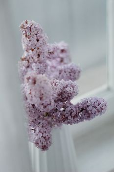 春日里，一束芳香精致的高角度丁香花被插在窗台上的白色时尚花瓶中