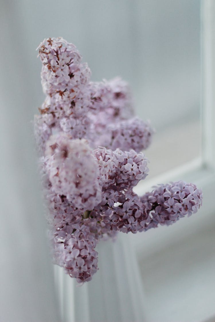 Fresh Fragile Lilac Bouquet In Vase