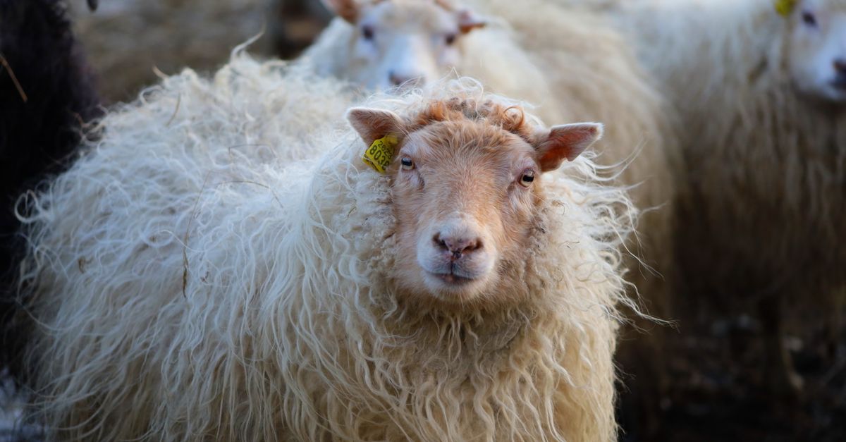 Close-up of Icelandic sheep with fluffy wool in a farm setting, showcasing textured fleece and natural tags.