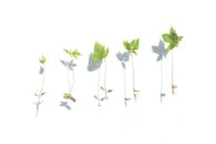Uprooted Plants on White Surface