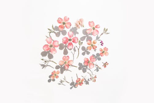 Pink Flowers on White Surface