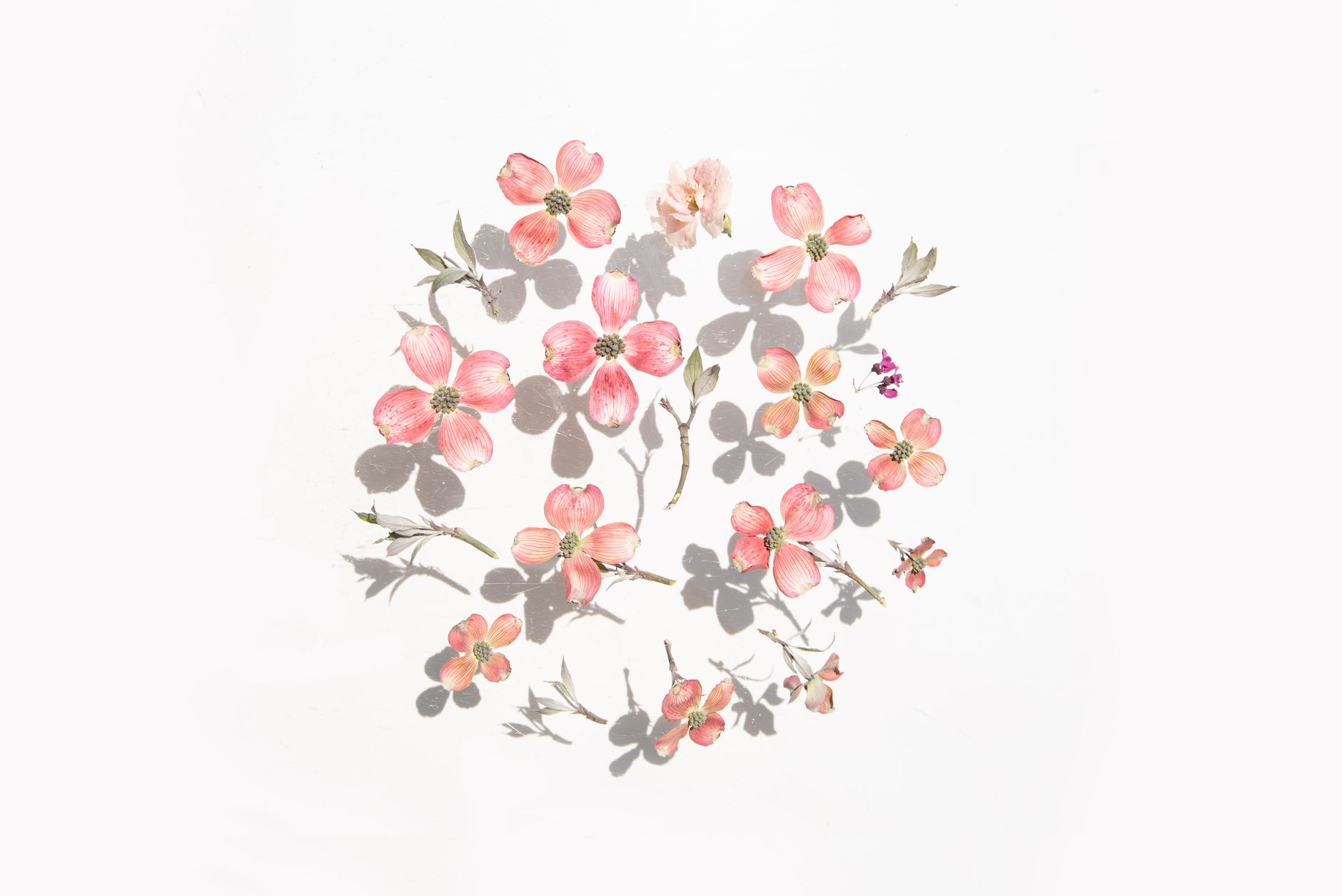 A floral arrangement of pink flowers casting shadows on a white surface.
