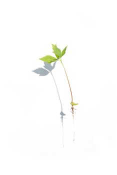 白色背景上，一株植物幼苗投下阴影，象征着生长